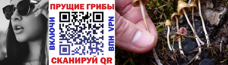 Купить где Юхнов Псилоцибиновые грибы Cubensis